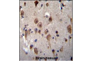 LRRC28 Antibody (C-term) (ABIN656459 and ABIN2845743) immunohistochemistry analysis in formalin fixed and paraffin embedded human brain tissue followed by peroxidase conjugation of the secondary antibody and DAB staining.