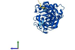 AlphaFold protein structure predicition of Mouse Recombinant Dao Protein, UniprotID P18894