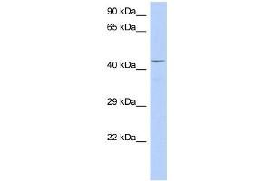 WB Suggested Anti-TAF7 Antibody Titration:  0. (TAF7 anticorps  (Middle Region))