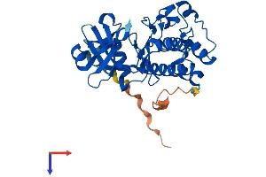AlphaFold protein structure predicition of Human Recombinant PIM2 Protein, UniprotID Q9P1W9