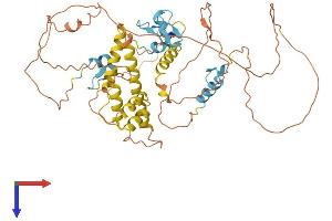AlphaFold protein structure predicition of Human Recombinant ZBTB2 Protein, UniprotID Q8N680