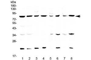Western blot testing of human 1) HeLa, 2) MCF7, 3) COLO320, 4) U-87 MG, 5) rat brain, 6) rat liver, 7) mouse brain and 8) mouse liver lysate with MRE11 antibody at 0.