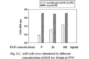 A431 cells were stimulated by different concentrations of EGF for 10 min at 37 °C (EGFR Kit ELISA)