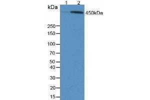 Detection of TP53BP1 in Human 293 Cells using Anti-Phosphorylated Tumor Protein p53 Binding Protein 1 (TP53BP1) Monoclonal Antibody