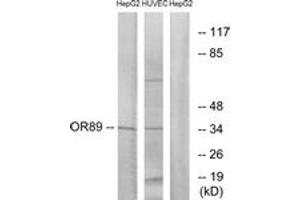 Western blot analysis of extracts from HepG2/HuvEc cells, using OR89 Antibody. (OR89 anticorps  (AA 220-269))