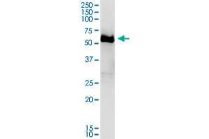DPYSL4 MaxPab polyclonal antibody.