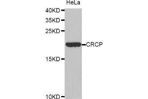 Western Blotting (WB) image for anti-CGRP Receptor Component (CRCP) (AA 1-115) antibody (ABIN6220728) (CRCP anticorps  (AA 1-115))