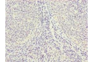 Immunohistochemistry of paraffin-embedded human tonsil tissue using ABIN7142705 at dilution of 1:100 (PGLS anticorps  (AA 1-258))