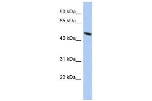 C9ORF68 antibody used at 1 ug/ml to detect target protein. (C9orf68 anticorps  (Middle Region))