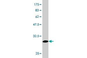 Western Blot detection against Immunogen (28. (alpha 1 Adrenergic Receptor anticorps  (AA 1-27))