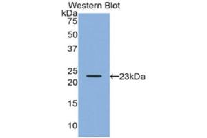 Western Blotting (WB) image for anti-Relaxin 2 (RLN2) (AA 1-185) antibody (ABIN3204238) (Relaxin 2 anticorps  (AA 1-185))