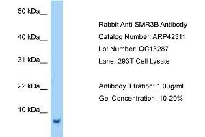 Host:  Rabbit  Target Name:  SMR3B  Sample Tissue:  Human 293T Whole Cell  Antibody Dilution:  1ug/ml (SMR3B anticorps  (Middle Region))