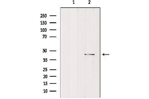 Western blot analysis of extracts from rat brain, using MORF4L1 Antibody. (MORF4L1 anticorps  (N-Term))