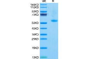 Mouse OX40 Ligand on Tris-Bis PAGE under reduced condition.