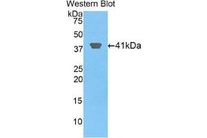 Western Blotting (WB) image for anti-Histone Cluster 2, H2aa3 (HIST2H2AA3) (AA 1-130) antibody (ABIN1859165) (HIST2H2AA3 anticorps  (AA 1-130))