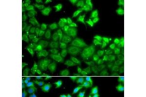 Immunofluorescence analysis of A549 cells using NLRC4 Polyclonal Antibody