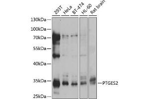 Western blot analysis of extracts of various cell lines, using PTGES2 antibody (ABIN6129084, ABIN6146403, ABIN6146405 and ABIN6217438) at 1:1000 dilution. (PTGES2 anticorps  (AA 88-377))