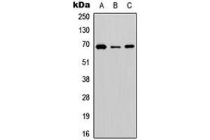 Western blot analysis of BGT-1 expression in HEK293T (A), NS-1 (B), PC12 (C) whole cell lysates. (SLC6A12 anticorps  (C-Term))