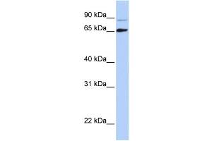 Western Blotting (WB) image for anti-DiGeorge Syndrome Critical Region Gene 8 (DGCR8) antibody (ABIN2458543) (DGCR8 anticorps)