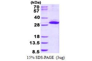 Image no. 1 for Integrin beta 1 Binding Protein 3 (ITGB1BP3) protein (His tag) (ABIN1098363) (ITGB1BP3 Protein (His tag))