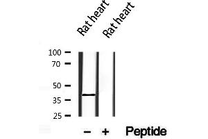 Western blot analysis of extracts from rat heart, using WISP1 antibody.