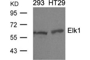Image no. 3 for anti-ELK1, Member of ETS Oncogene Family (ELK1) (Ser389) antibody (ABIN197161) (ELK1 anticorps  (Ser389))