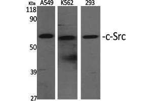 Western Blotting (WB) image for anti-Proto-oncogene tyrosine-protein kinase Src (Src) (Tyr529) antibody (ABIN5961535) (Src anticorps  (Tyr529))