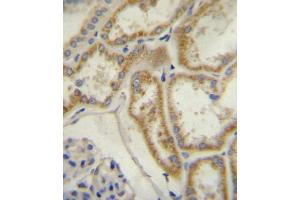 anti-Atrial Natriuretic Peptide Receptor 3 (NPR3) (AA 67-97), (N-Term) antibody