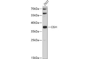 Western blot analysis of extracts of 293T cells, using CISH antibody (ABIN7266663) at 1:500 dilution. (CISH anticorps  (AA 17-130))