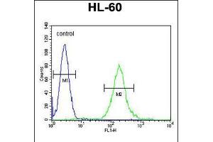Flow cytometric analysis of HL-60 cells (right histogram) compared to a negative control cell (left histogram). (SOS2 anticorps  (N-Term))