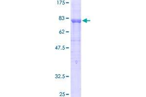 Platelet/endothelial Cell Adhesion Molecule (PECAM1) (AA 1-738) protein (GST tag)