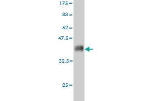 Western Blot detection against Immunogen (36.