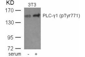 Image no. 1 for anti-phospholipase C, gamma 1 (PLCG1) (pTyr771) antibody (ABIN401590) (Phospholipase C gamma 1 anticorps  (pTyr771))