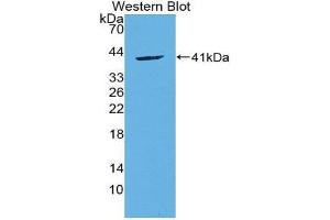 Western Blotting (WB) image for anti-Chemokine (C-C Motif) Ligand 20 (CCL20) (AA 24-95) antibody (ABIN1859836) (CCL20 anticorps  (AA 24-95))