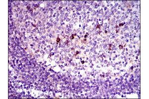 Immunohistochemistry (IHC) image for anti-Transforming Growth Factor, beta 1 (TGFB1) (AA 62-195) antibody (ABIN1846085)
