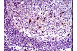 Immunohistochemistry (IHC) image for anti-Transforming Growth Factor, beta 1 (TGFB1) (AA 62-195) antibody (ABIN1846085) (TGFB1 anticorps  (AA 62-195))