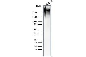 Western Blot Analysis of human MCF-7 cell lysate using MUC-1 / EMA Mouse Monoclonal Antibody (MUC1/520).