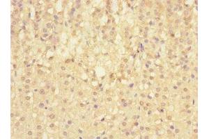 Immunohistochemistry of paraffin-embedded human adrenal gland tissue using ABIN7169723 at dilution of 1:100