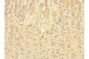 Immunohistochemistry of paraffin-embedded human adrenal gland tissue using ABIN7169723 at dilution of 1:100 (SIGIRR anticorps  (AA 1-120))