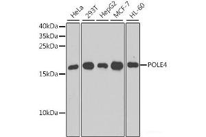 Western blot analysis of extracts of various cell lines using POLE4 Polyclonal Antibody at dilution of 1:1000.