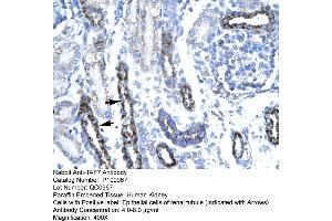 Human kidney (TAF7 anticorps  (N-Term))