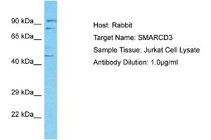 Host: Rabbit Target Name: SMARCD3 Sample Tissue: Human Jurkat Whole Cell Antibody Dilution: 1ug/ml (SMARCD3 anticorps  (C-Term))