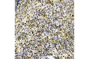 Immunohistochemistry (IHC) image for anti-Toll-Like Receptor 2 (TLR2) antibody (ABIN7308416) (TLR2 anticorps)