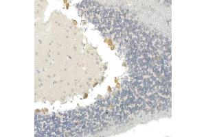 Immunohistochemistry of paraffin-embedded mouse brain using CNTN4 Rabbit mAb (ABIN7266495) at dilution of 1:100 (40x lens). (Contactin 4 anticorps)