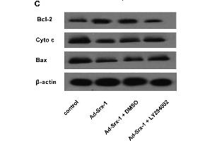 Srx-1 enhanced cardiomyocyte resistance to SI/R injury by the PI3K/AKT signalling(A) Western blotting analysis for phospho-AKT and AKT in H9c2 cell treated with Ad-Srx-1 upon SI/R.