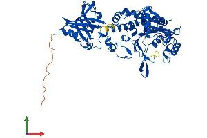 AlphaFold protein structure predicition of Human Recombinant DARS1 Protein, UniprotID P14868