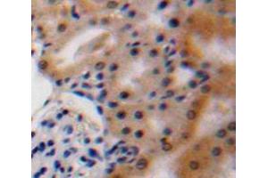 IHC-P analysis of Kidney tissue, with DAB staining. (VEGFA anticorps  (AA 27-190))