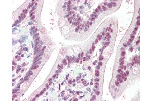 Anti-KPNA4 antibody IHC of human small intestine. (KPNA4 anticorps  (AA 509-521))