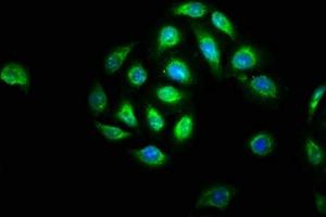 Immunofluorescence staining of A549 cells with ABIN7145162 at 1:133, counter-stained with DAPI. (BCL3 anticorps  (AA 362-454))