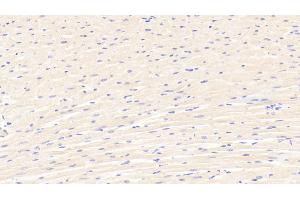 Detection of CASP12 in Rat Cardiac Muscle Tissue using Polyclonal Antibody to Caspase 12 (CASP12)
